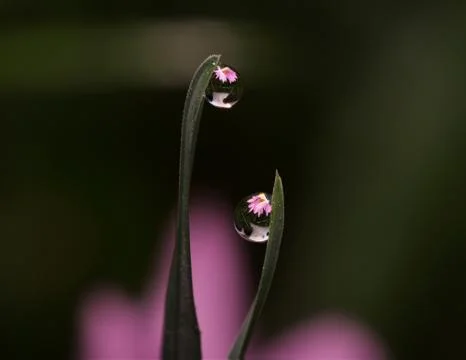 Dew drop reflection black background Stock Photos