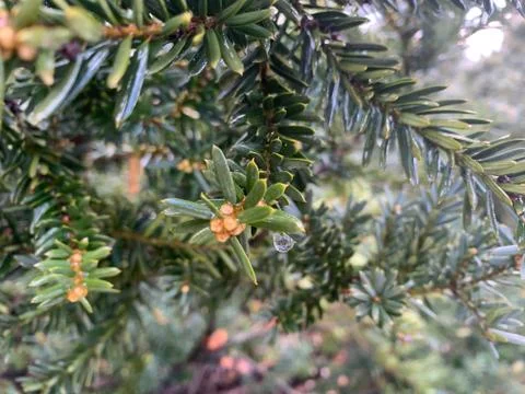 Dew drop with reflection of a fir tree Stock Photos