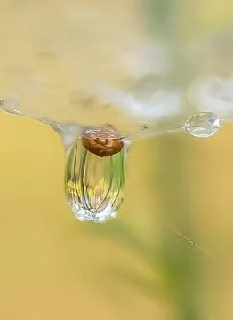 Dew drop with reflection in it Stock Photos