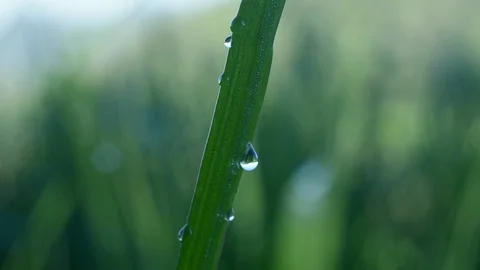 Dew Drop on Rice Stalk Stock Footage 91418221