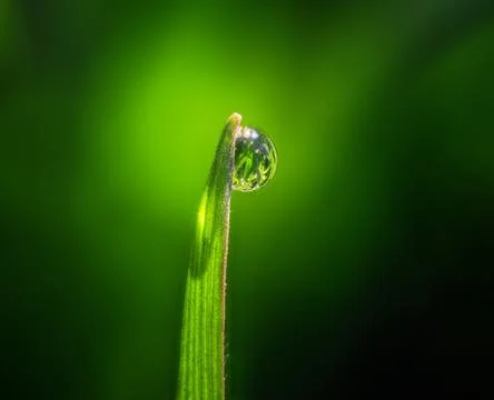 Dew Drop on a Single Blade of Grass Stock Photos