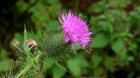 Dew drop on Spear Thistle. Stock Footage 75893820