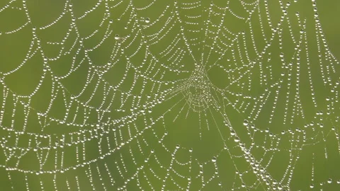 Dew drop on spider web 스톡 동영상 301844972