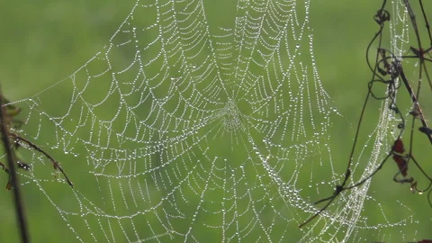 Dew drop on spider web 스톡 동영상 301877334