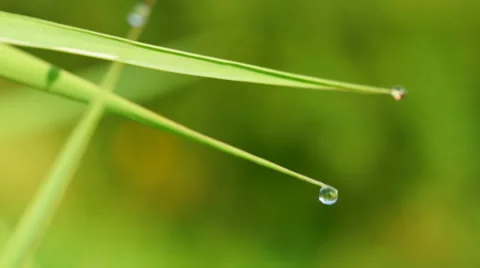 Dew drop on the tip of blade of grass Stock Footage 40625523