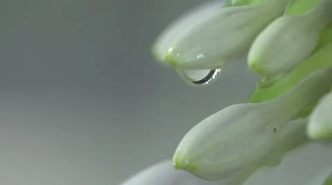 Dew Drop on an unopened flower bud. Video stock 51064204