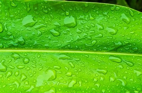 Dew Drop Water on Green Leaf Background, Droplet Rain morning Fresh Wet Stock Photos