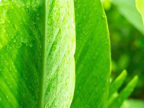 Dew Drop Water on Green Leaf Background, Droplet Rain morning Fresh Wet Stock-Fotos