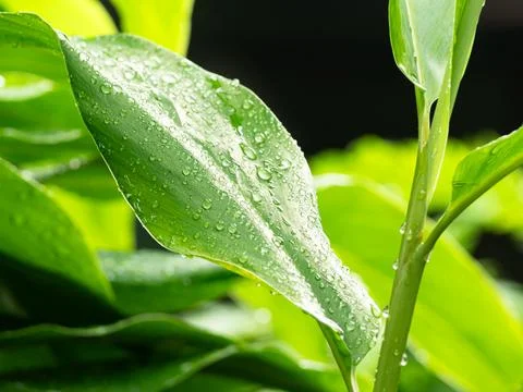 Dew drop water on green leaf background, droplet rain morning fresh wet 스톡 사진