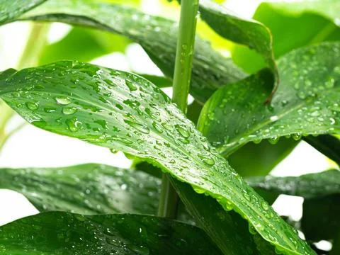 Dew drop water on green leaf background, droplet rain morning fresh wet Stock Photos
