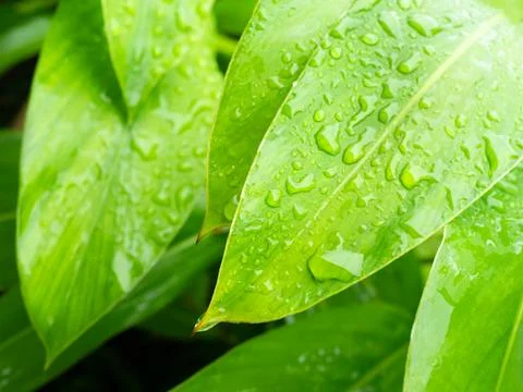 Dew drop water on green leaf background, droplet rain morning fresh wet Stock Photos