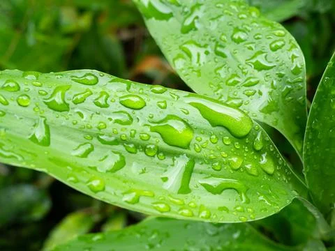 Dew drop water on green leaf background, droplet rain morning fresh wet Foto stock