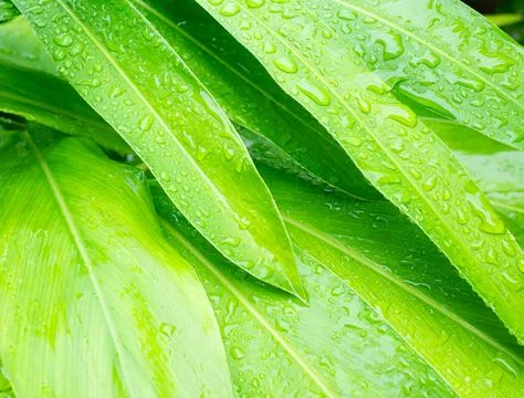 Dew drop water on green leaf background, droplet rain morning fresh wet Stock Photos