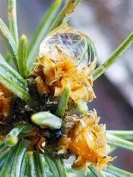 Dew Droplet Reflection Caught within Blue Spruce Pine Needle Bristles Stock Photos