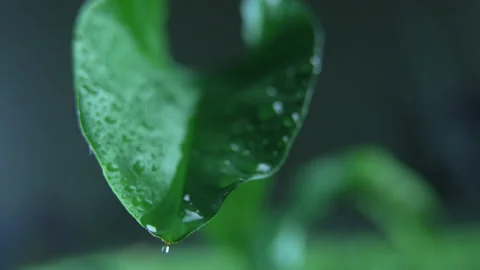 Dew droplet slides down the surface of a green leaf Vidéo 152179355