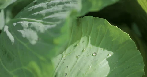 Dew droplet on white cabbage leaves shining in sunlight in a garden bed. Stock Footage 329224799