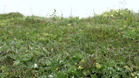 Dew droplets cling to meadow grass - Cinematic Macro and Surface Texture Stock Footage 339645624
