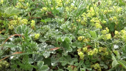Dew droplets cling to meadow grass - Cinematic Macro and Natural Surface Stock Footage 339645633