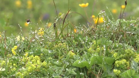 Dew droplets cling to meadow herbs at dawn, tiny - Dewfall and Plant Moisture 库存影片 339815926
