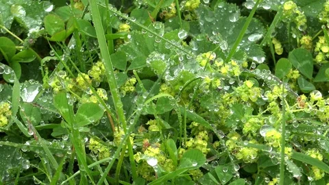 Dew droplets cling to meadow herbs at dawn, tiny water beads sparkling - Dewfall 库存影片 339815934