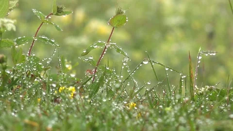 Dew droplets cling to meadow herbs at dawn, tiny water - Dewfall and Wet Leaves 库存影片 339815967