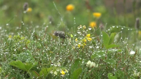 Dew droplets cling to meadow herbs at dawn, tiny - Dewfall and Leaf Droplets 库存影片 339815978