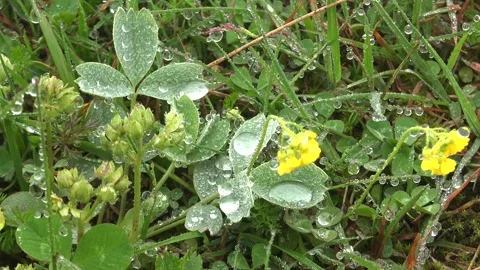 Dew droplets cling to meadow herbs at dawn, tiny - Dewfall and Herb Moisture 库存影片 339815982