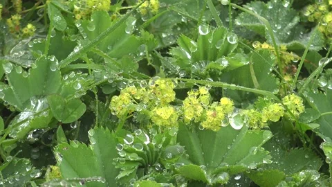 Dew droplets cling to meadow herbs at dawn, tiny water beads - Plant Moisture 库存影片 339815990