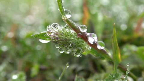 Dew droplets cling to meadow herbs at dawn, tiny water beads - Leaf Droplets 库存影片 339815997
