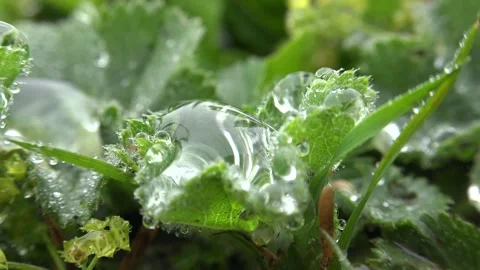 Dew droplets cling to meadow herbs at dawn, tiny water - Dewfall and Wild Herb 库存影片 339816019