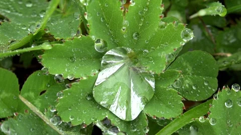 Dew droplets cling to meadow herbs at dawn, tiny water - Dewfall and Garden Herb 库存影片 339816028