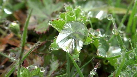 Dew droplets cling to meadow herbs at dawn, tiny - Leaf Droplets and Wet Leaves 库存影片 339816041