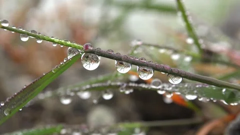 Dew droplets cling to meadow herbs at dawn, tiny - Plant Moisture and Wet Leaves 库存影片 339816053