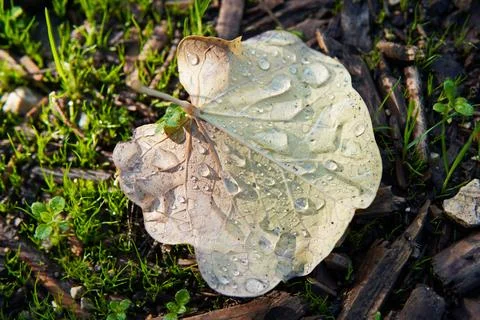 Dew droplets on fallen leaf in winter Stock Photos