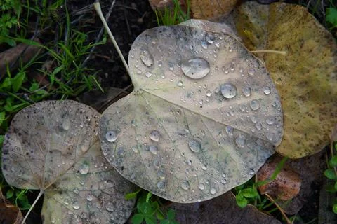 Dew droplets on fallen leaf in winter Stock Photos
