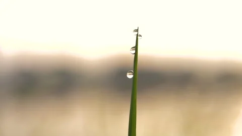Dew droplets on the grass Stock Footage 270542198
