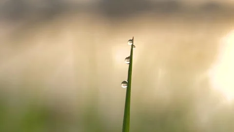 Dew droplets on the grass Stock Footage 270547081