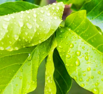 Dew droplets Foto stock