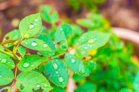 Dew droplets Foto stock