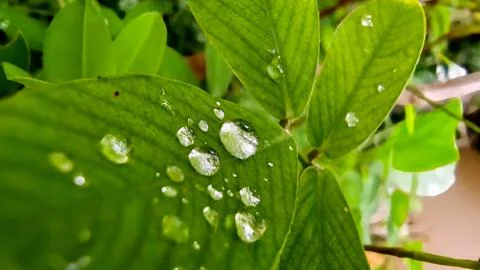 Dew droplets Foto stock