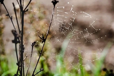 Dew droplets on a spider web 스톡 사진