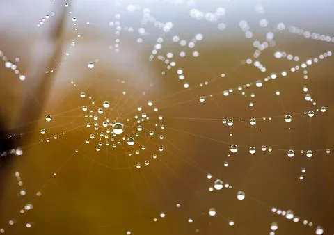 Dew droplets on a spider web Фото