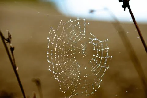 Dew droplets on a spider web 写真素材