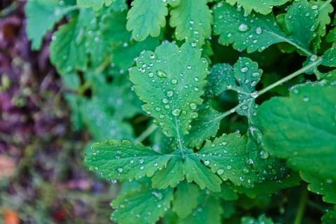Dew droplets on weeds Stock Photos