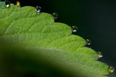 Dew drops along a green leaf edge Stock Photos