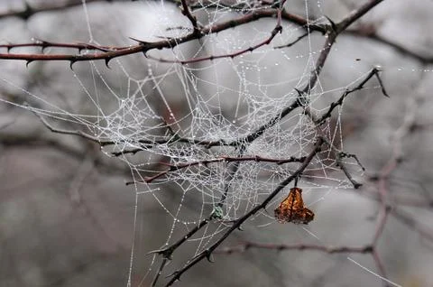Dew drops and dry leaf in spiderweb Stock Photos
