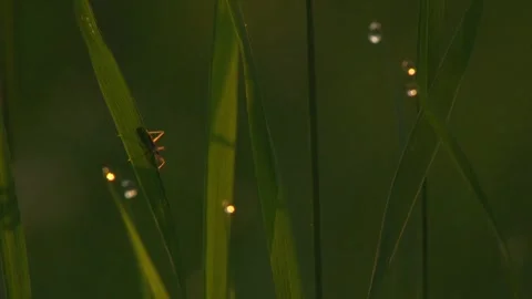 Dew drops and insect on grass in morning light close up Stock Footage 330951537