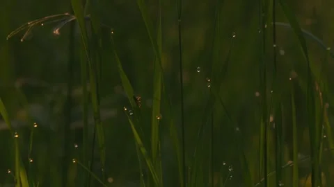 Dew drops and insect on grass in morning light close up Stock Footage 330951558