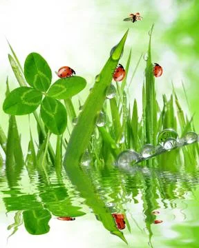 Dew drops and ladybugs Foto stock
