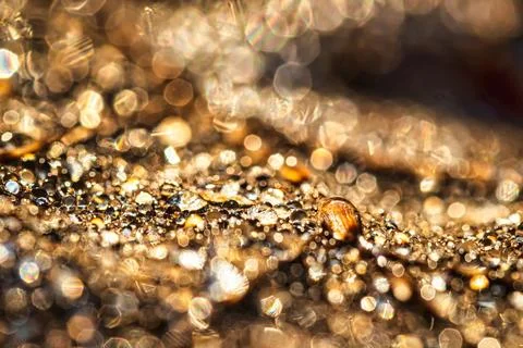 Dew drops on an autumn fallen leaf, shimmering in the sun, shot in close-up.. Stock Photos